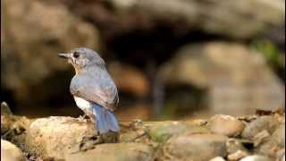 鳥くん野鳥動画（タイThaiBSN）ノドアカヒメアオヒタキ♂１ｗTickell'sBlueFlycatcher