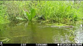 Muskrat at Beaver Lodge