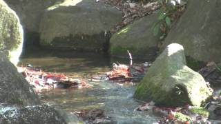 小川で小鳥が水浴び(エナガ)