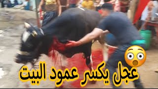 عجل يكسر عمود فيلا 9 ادوار في منطقه « ابو ظبي »👈 شاهد ماذا حصل قبل الحذف 😩