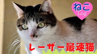 【Compilation】ネコさん、レーザーポインター遊び二本・最速のチョロ😼 #保護猫 #子猫 #可愛い