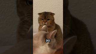 Most Viral Meme Cats #3