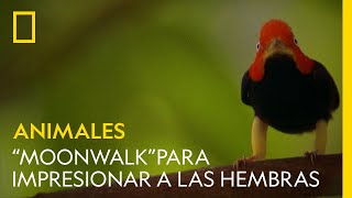 Estos pájaros hacen el “moonwalk” para impresionar a las hembras | NATIONAL GEOGRAPHIC ESPAÑA