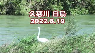 久慈川 ハクチョウ 2022.8.19（きてきて久慈市）