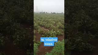 ખેડૂત ને વેદના તો જોવો માયાભાઈ #viralvideo #vtshorts #virai #ખેતી #farming