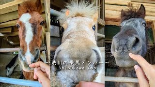 待機中の乗馬メンバー【渋川動物公園】Horse Ride