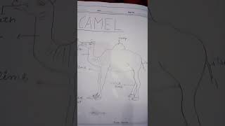 @ak_boy_art Camel Diagram #shorts #akboy #trending #art #video #viral #camel #smallartist #like