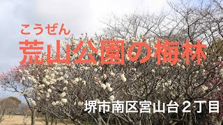 荒山公園梅林散策（堺市南区宮山台）2022-02-06 見頃にはちょっと早かった。もう少しで見頃です。