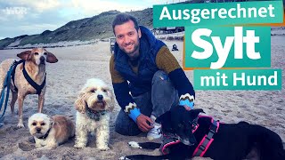 Ausgerechnet Sylt mit Hund | WDR Reisen
