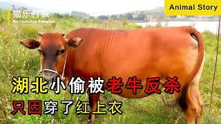 湖北小偷被老牛反殺，僅因穿紅上衣？村民：純屬活該！ #动物大战 #动物奇闻 #动物报恩 #动物袭击 #动物趣事