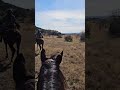 that view horsesofyoutube trailriding equestrian texas pov horselover views asmr horse