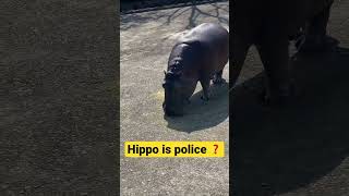 【Hippopotamus】カバ見回り中です！【カバ】【かば】【Hippo】