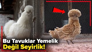 Bu tavuklar yemeklik değil seyirlik