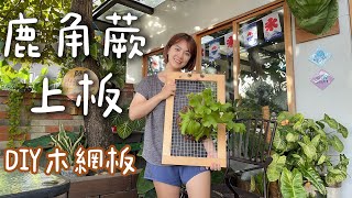 【鹿角蕨上板】從零開始上板亞洲猴腦鹿角蕨┃把烤肉網拿來做木框網板┃手作植板DIY