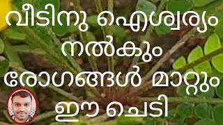 Mukkutti/വീടിനു  ഐശ്വര്യം നൽകാനും  അനവധി രോഗങ്ങൾക്കും  പ്രതിവിധി മുക്കുറ്റി