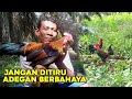 JANGAN LAKUKAN INI SAAT MIKAT AYAM HUTAN