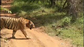 Chota Dadhiyal #Tadoba beast near Junona Gate