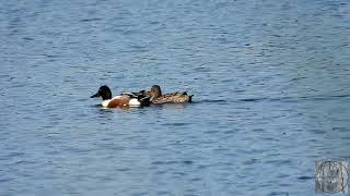 Northern shovelers at Iona beach