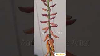 ഒരു അപൂർവ്വ കാഴ്ച  Aloe vera flower #shots