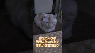 お気に入りの猫用こたつの上でうたた寝