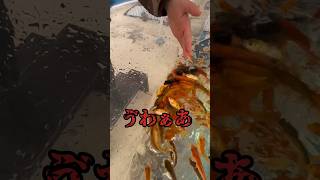 金魚大発生😂#おもしろ #おもしろ動画 #こども #子供 #親子 #ショート #金魚 #水族館 #育児日記 #登録お願いします