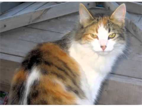 Aegean Cat Black And White - Cat Pictures Aegean Cat Black And White - Cat Pictures