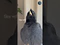 মিঠু কাকাই বলে। শালিক পাখি কথা বলে। shorts talkingbirds