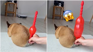 funny dogs farting in balloons 🤣🤣 most funny video ever *MUST WATCH* | tik tok funny pet compilation