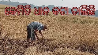 ଵିଲରେ ଧାନ କଟା ହେଉଛି € ଦେଖ ଧାନ କଟା ଚାଲିଛି € ଏହା ଦେଖି ମନକୁ ଖୁସି ଲାଗୁଛି 😃😃😃