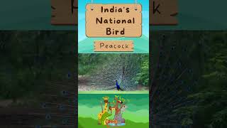 #wildanimals #peacock #peacockdance #nationalbird #nationalbirdofindia #animalsforkids #animal #bird