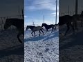 Құнан дөнендер фермерлер кз shorse horse kazakhstan жеребец