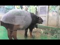 today s yume and lin tapir 今日のユメとリンちゃん！マレーバク　tama zoological park