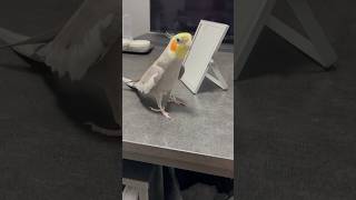 ジャパネットたかたが止まらない♪熱唱するオカメインコのふーさん♪