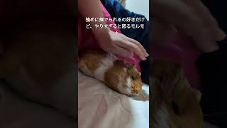 強めに撫でられるの好きだけど、やりすぎると怒るモルモット #モルモット #guineapig