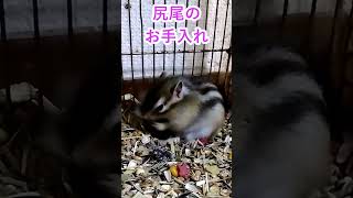 しまりす「ポン吉」久しぶりのしっぽ。