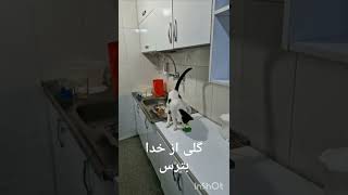 گلی از خدا بترس