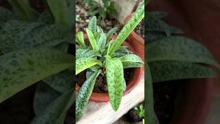 Drimiopsis lancifolia (kirkii)- A exotic air purifying indor plant #plants