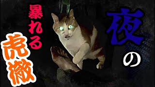 【ﾈｶｾﾃ…】深夜の大暴れする虎徹!!【ﾈｶｾﾃ…】