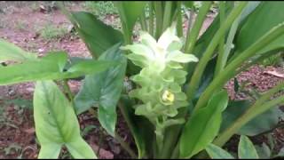 Turmeric Flower