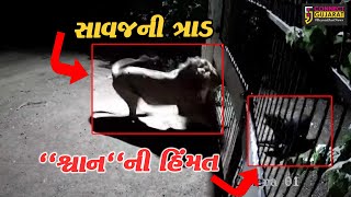 સાવરકુંડલામાં સાવજનો સામનો કરતા શ્વાન,સિંહ જોડીએ શિકાર વિના પરત ફરવું પડ્યું