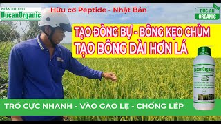 Lúa trổ bông dài - đòng bự bông kẹo chùm - Vào gạo nhanh. Không lép, xanh lá đòng khi sử dụng hữu cơ