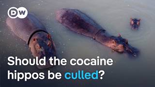 Why Colombia's cocaine hippos might be sent to a private zoo in India | DW News