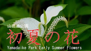 山田池公園　初夏の花（半夏生・金糸梅・白詰草・立葵など）2021　大阪府枚方市　Yamadaike Park Early Summer Flowers