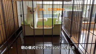 うんちを踏んじゃった可愛い子猫【ふわふわラガマフィン子猫てら丸社長】Cute kitten who stepped on the poo.