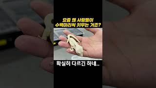 요즘 그렇게 유행한다는 게코?? #크레스티드게코