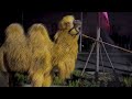 the female camel unloading exhibition first takes away a male camel for training