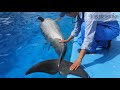 【名古屋港水族館生き物情報局】イルカは何の仲間？１ 【生き物再発見】