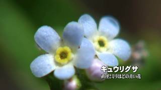 30秒の心象風景253・クローズアップの世界（数ミリの花）.m2ts