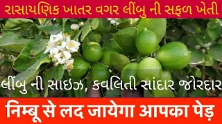 લીંબુ ની રાસાયણિક ખાતર વગર સફળ ખેતી | biofit result  lemon result | netsurf | biofit | 7818097028