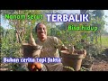 INI CARA SAYA MENANAM BONSAI SERUT PASTI HIDUP